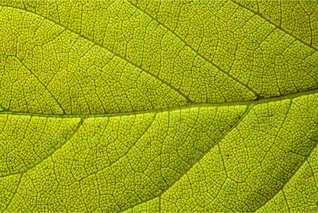 Vinilos para decorar muebles o armarios hoja de árbol